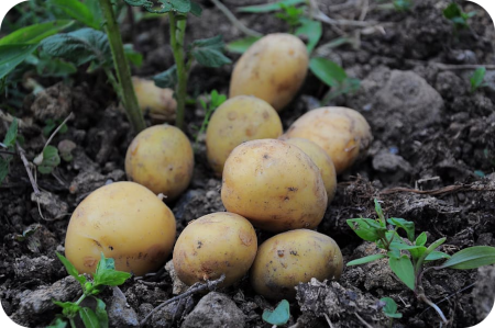 Imàgen de Papas subieron 37,7%